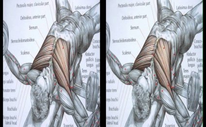 Bodybuilding chest exercise