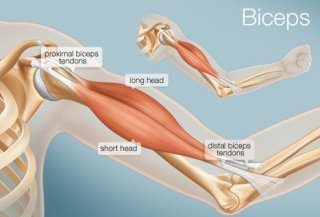 bicep arm muscle anatomy