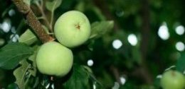 Apples
