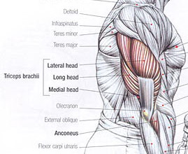 triceps